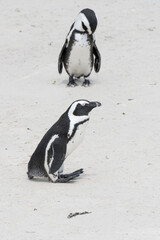 Fototapeta premium penguin on sand at Boulders beach, Cape Town