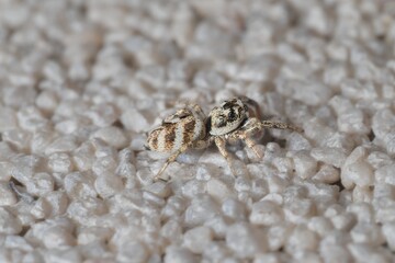 little zebra spider head and eye detail