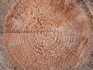 Naklejka premium Tree rings saw cut tree trunk background.