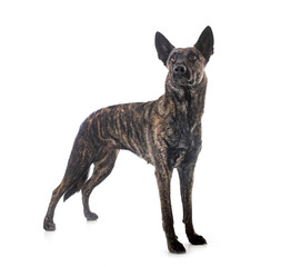 Dutch Shepherd in studio
