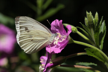 Piéride du navet (Pieris napi)