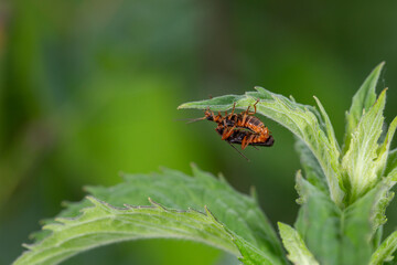A soldier beetle sits on small white flowers macro photography in the summer. A flying bug sits on a flowering plant.	