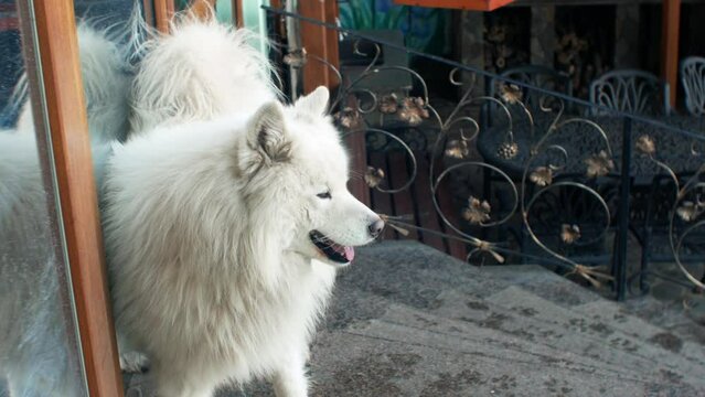 Fluffy white big dog Samoyed husky northern breed close-up 