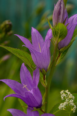 Big purple bellflower in the summer garden macro photography. Wildflowers with bright purple petals on a summer day floral poster for wall decor. Blossom campanula flower wall art poster.