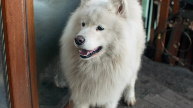 Fluffy white big dog Samoyed husky northern breed close-up
