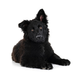 young german shepherd