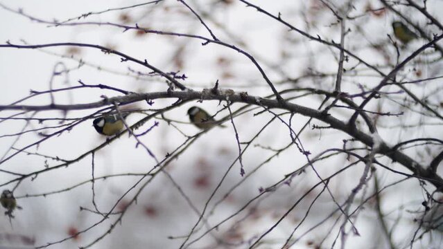 Little tit birds sit on tree branches in winter cold weather