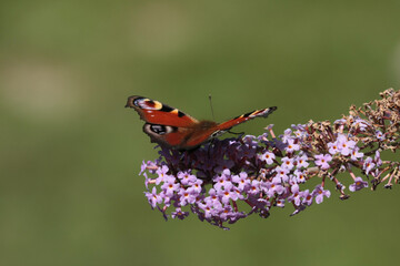 Paon du jour (Aglais io)