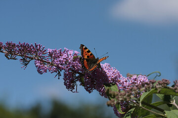 Petite Tortue (Aglais urticae)