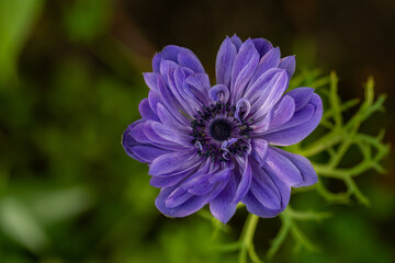 Blooming purple anemone flower on a green background on a sunny day macro photography. Violet flower with purple petals in springtime close-up photo