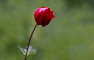 Anemones bloom in the meadow