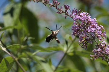 Moro-sphinx --- Sphinx colibri --- Sphinx du caille-lait --- Oiseau-Mouche (Macroglossum stellatarum)
