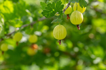 Green gooseberry berries on a green background on a summer day macro photography. Green berries hanging on a branch of a gooseberry bush close-up photo in summertime.