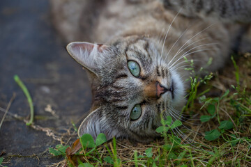 Portrait of a gray cat lying on green grass on a sunny summer day. A domestic smoky cat lies on a meadow in the summer.