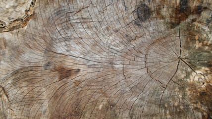 The wood texture of cut tree trunk or wood log.