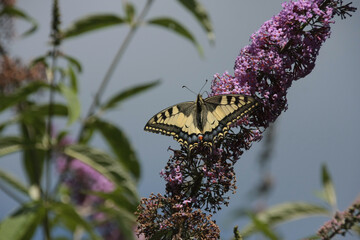 Machaon (Papilio machaon)