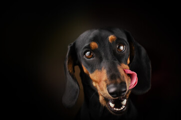 cute portrait of dachshund dog licks on dark background