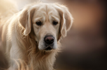 beautiful portrait of a golden retriever dog