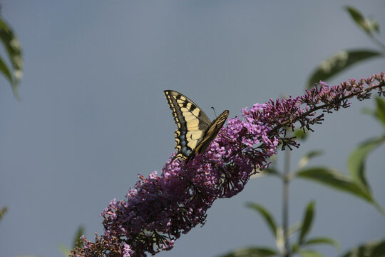 Machaon (Papilio machaon)