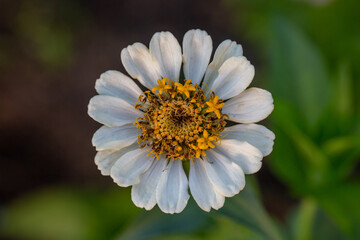 Obraz premium Blossom white zinnia flower on a green background on a summer day macro photography. Blooming zinnia with white petals close-up photo in summertime. 
