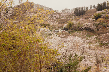 Fototapeta na wymiar Cherry-blossom trees (Sakura) and Beautiful multicolor flowering trees at Hanamiyama (Mountain of flowers) park in Fukushima town, Japan