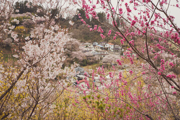 Cherry-blossom trees (Sakura) and Beautiful multicolor flowering trees at Hanamiyama (Mountain of flowers) park in Fukushima town, Japan