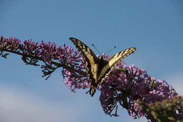 Machaon (Papilio machaon)