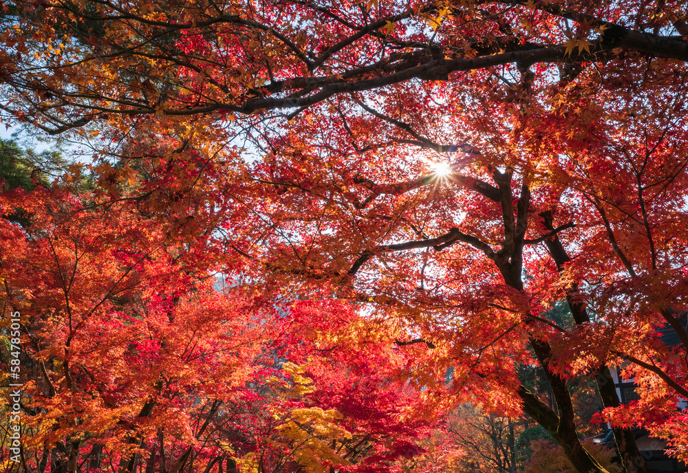 Poster autumn colorful red maple leaf under the maple tree