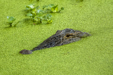 American Alligator floating in duckweed swamp