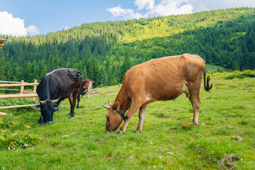 Two cows grazing by scenic lake Attlesee in the Bavarian Alps, Nesselwang, Allgaeu or Allgau, Germany. High quality photo