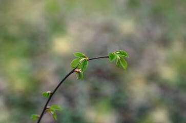  The first spring green leaves on the branch of a young tree against natural blurred background. Spring awakening of nature concept. Free copy space.