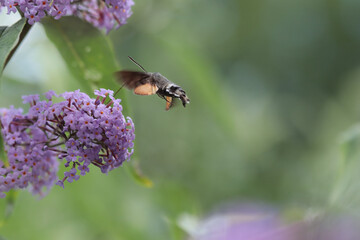 Moro-sphinx --- Sphinx colibri --- Sphinx du caille-lait --- Oiseau-Mouche (Macroglossum stellatarum)
