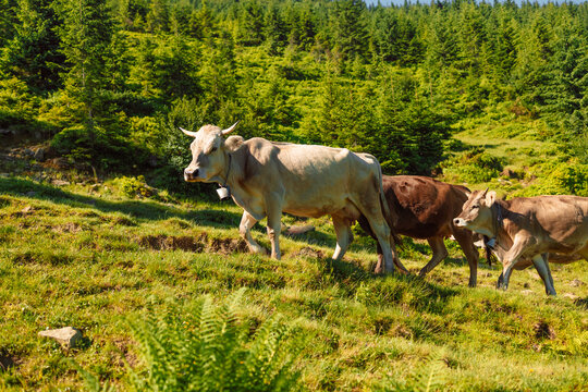 Two cows grazing by scenic lake Attlesee in the Bavarian Alps, Nesselwang, Allgaeu or Allgau, Germany. High quality photo