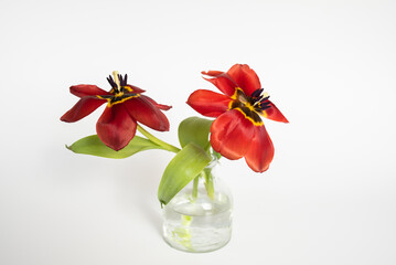 Rote Tulpen / weißer Hintergrund