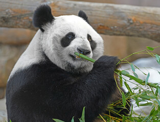 Fun Giant panda (Ailuropoda melanoleuca) with delicious bamboo in spring