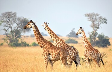 Giraffes in the savannah