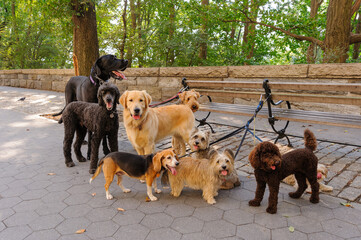 Variety of large and small dog breeds tied up by dog walker during a walk on the Upper West Side,...