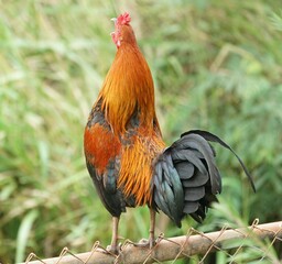 majestic rooster crowing with wild abandon