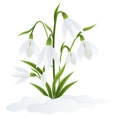 Spring white flowers of snowdrops on green stems are punched out of the snow. Snowdrops or Galanthus nivalis in snow on a white background. Spring vector illustration. Vector background with flower - obrazy, fototapety, plakaty