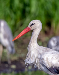 Portrait of the stork