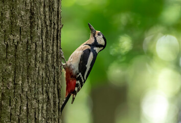 great spotted woodpecker