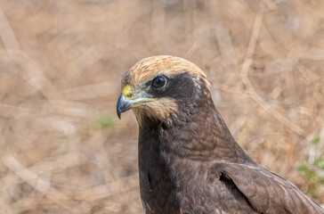 The western marsh harrier