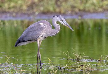 Obraz premium Grey heron