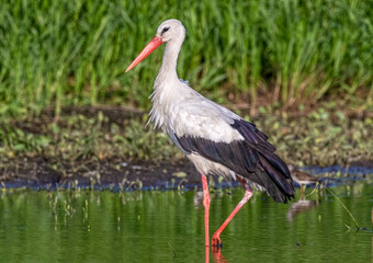 white stork ciconia