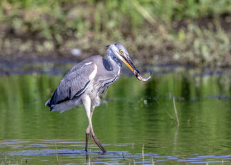 Grey heron and fish