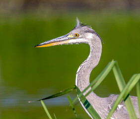 Grey heron closeup