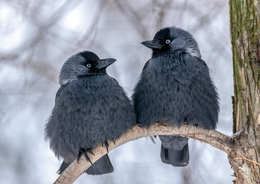 Loving jackdaws