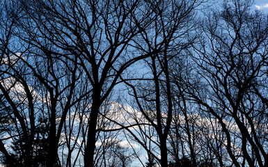 Silhouette of bare trees branches against blue sky