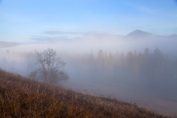 Dense fog over mountains, silhouettes of spruce trees and mountains, early morning. Ukraine, Carpathians.