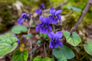 gentili e delicate violette nel bosco